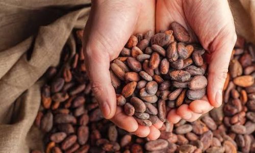 KIWorld Cocoa (6)