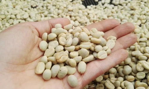 KIWorld Coffee (5)