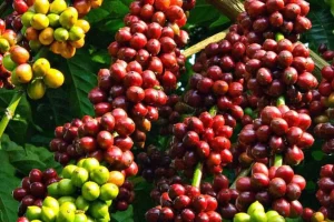 KIWorld Coffee (6)